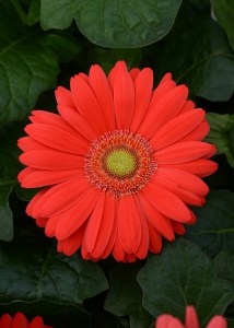 cherry_light_eye (2)